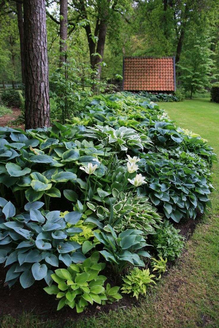 Hosta