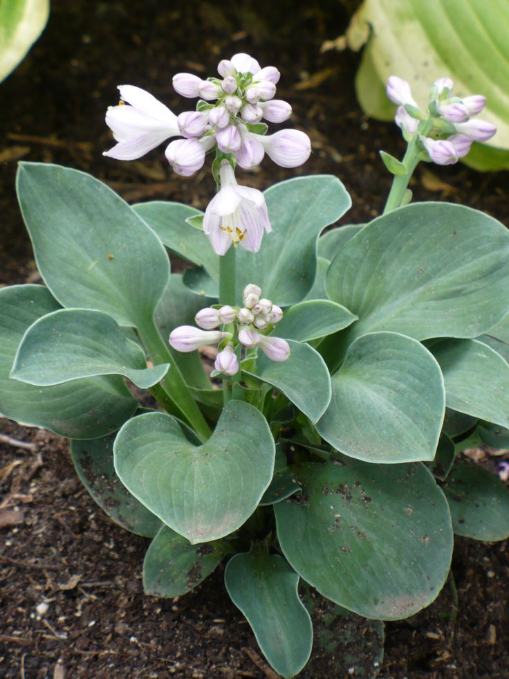 Hosta 'Mouse Ears'