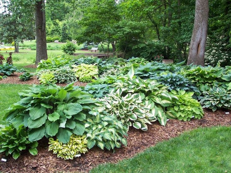 Hosta