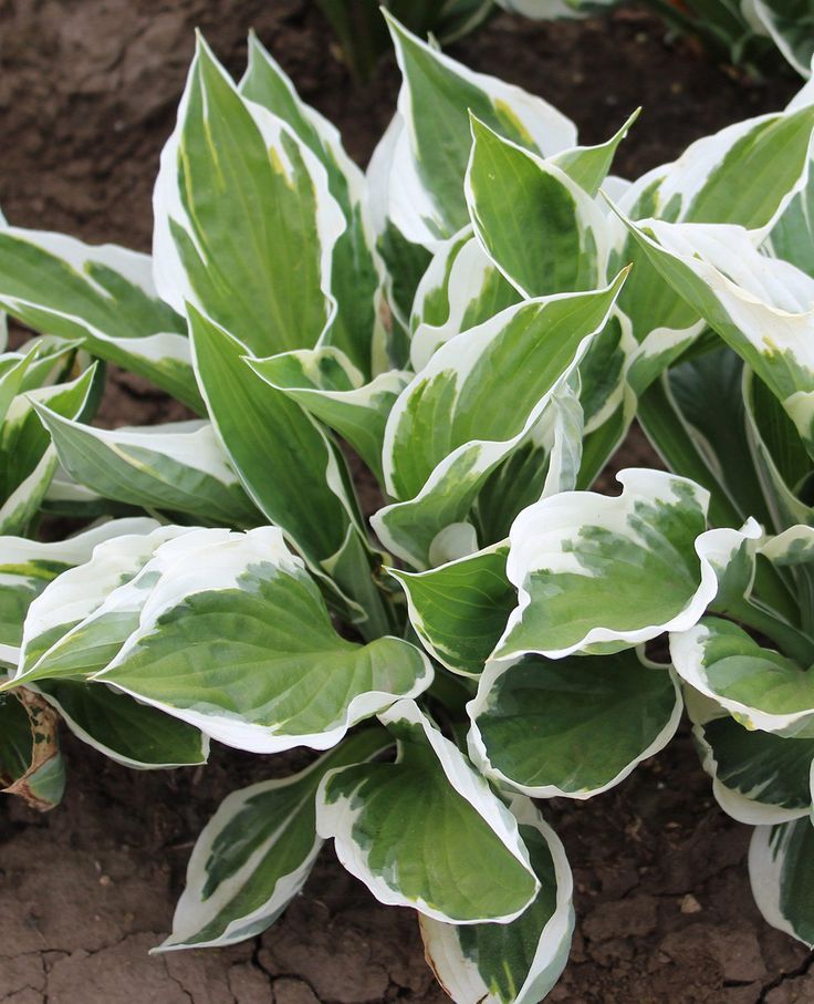 Hosta Divisions