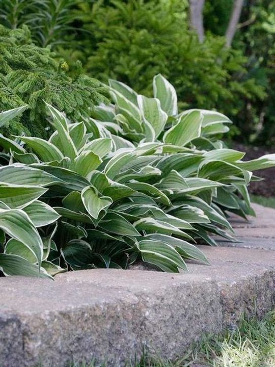 Hosta (Hosta spp.)