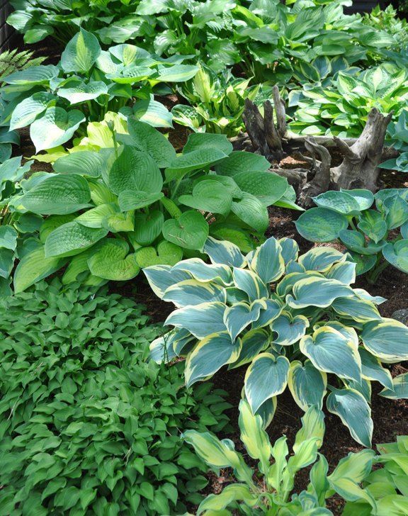 Hostas