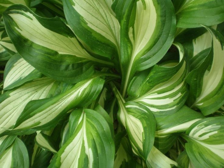 Hostas