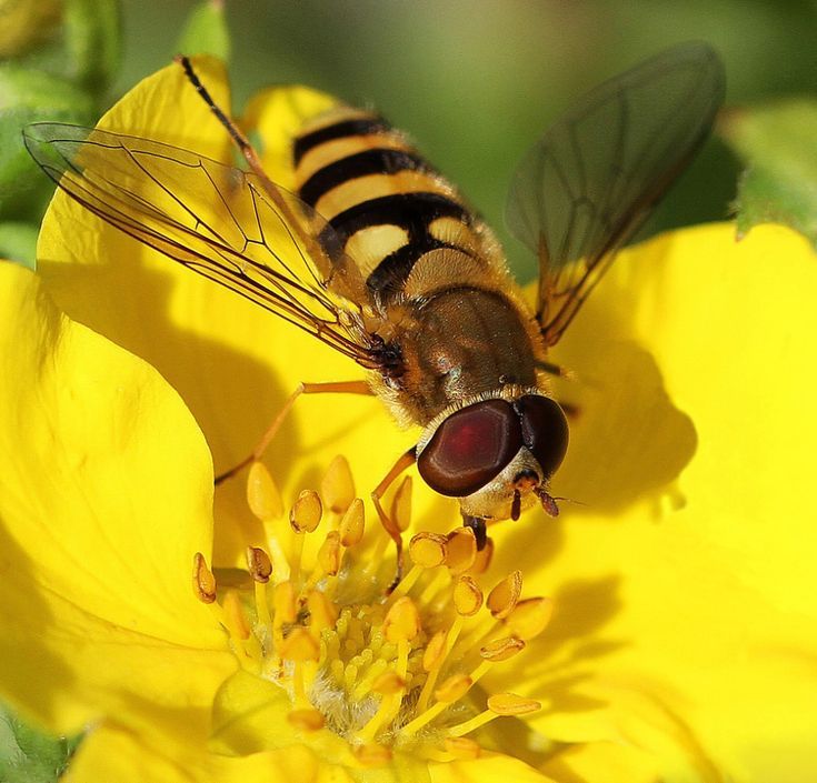 Hoverfly