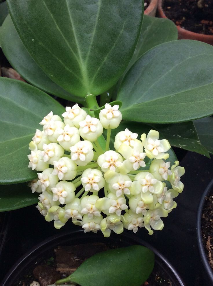 Hoya Carnosa