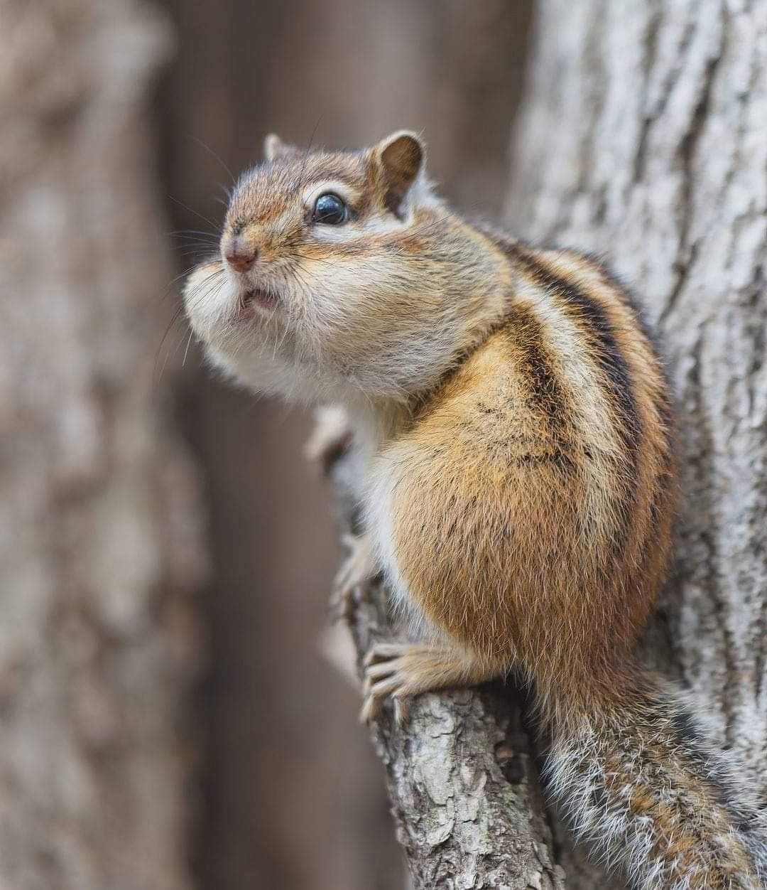 Humane Chipmunk Control Methods