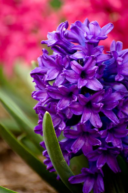 Hyacinth