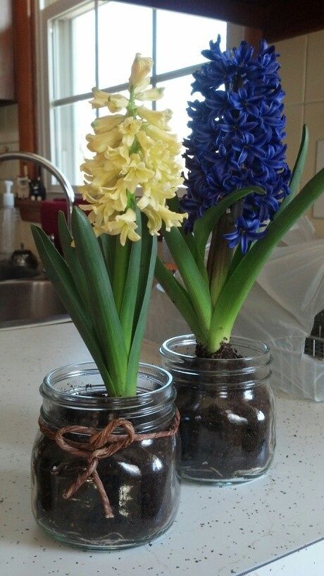 Hyacinth