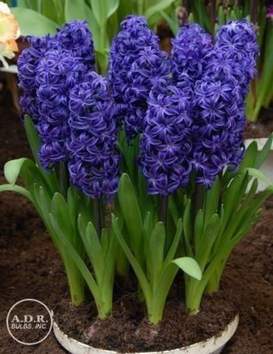 Hyacinth Bulbs