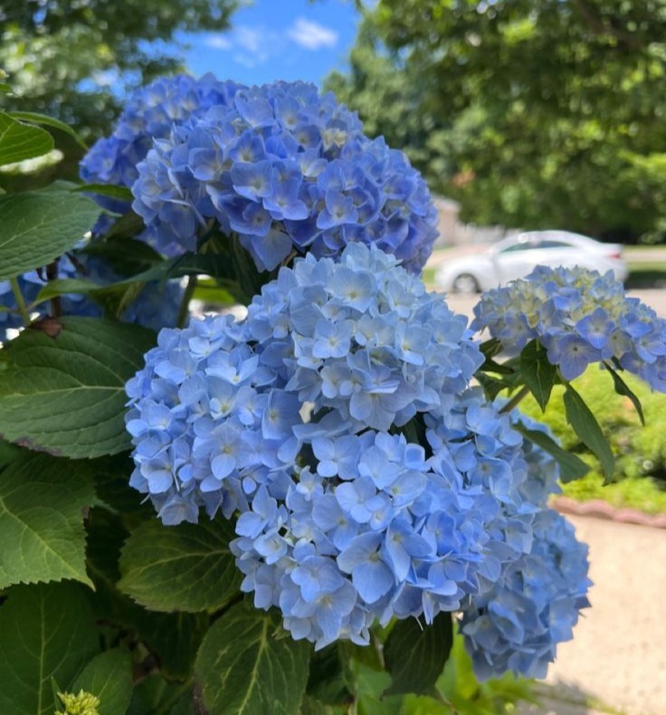 Hydrangea