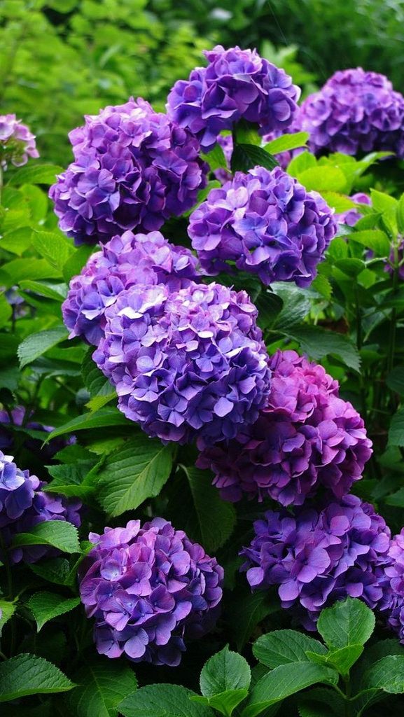 Hydrangea