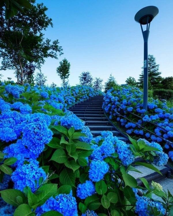 Hydrangea