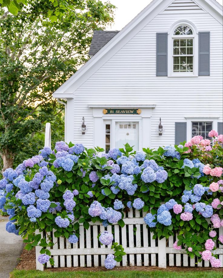 Hydrangea