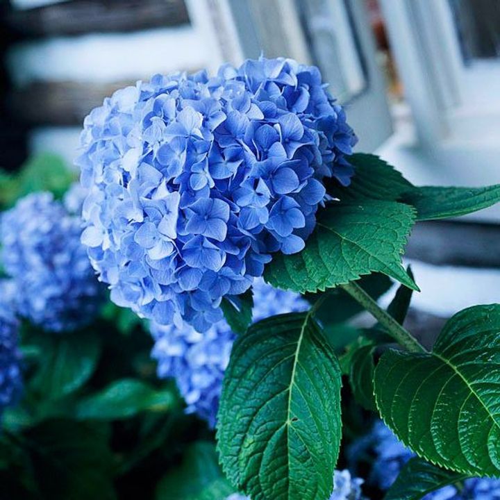 Hydrangea