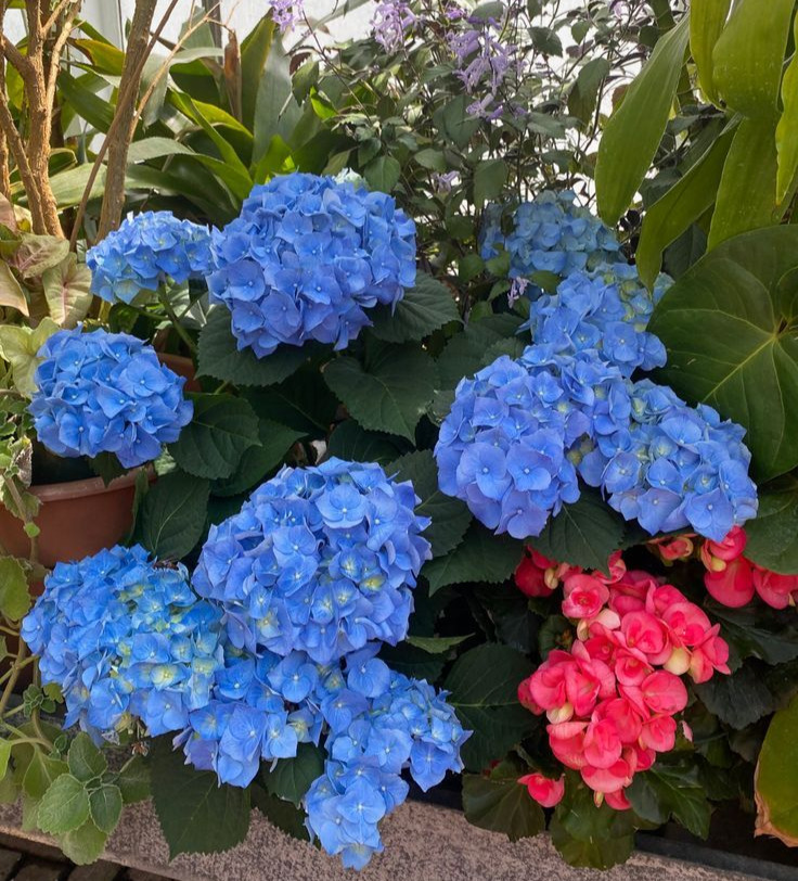 Hydrangea 'Blue Heaven'