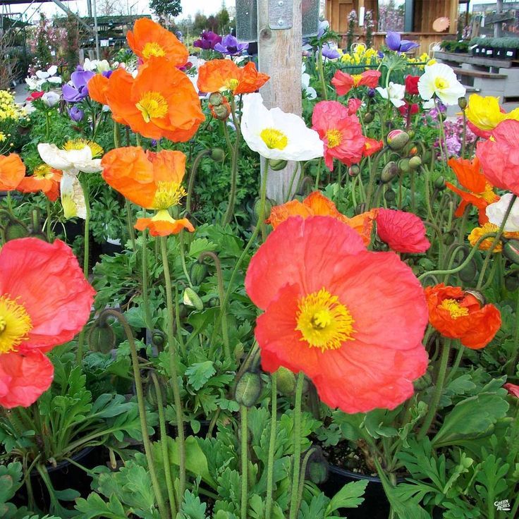 Iceland Poppies