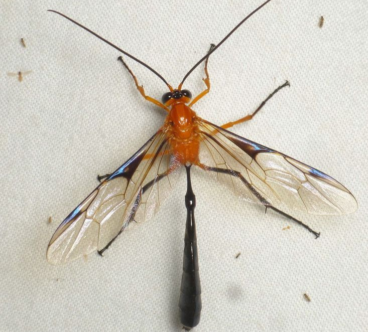 Ichneumon Wasp