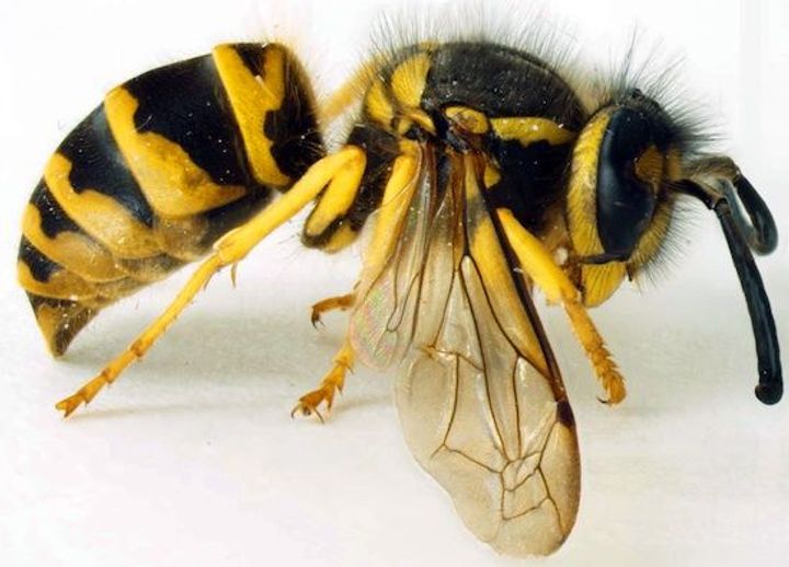 Identify Hornet Species