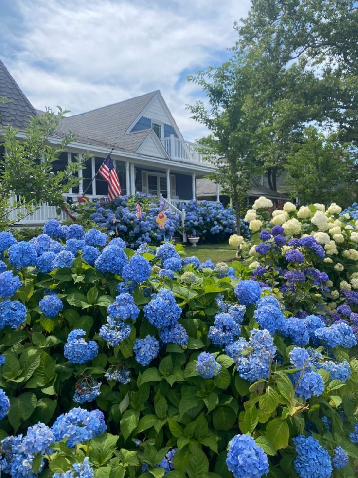 Identifying Hydrangea Plants