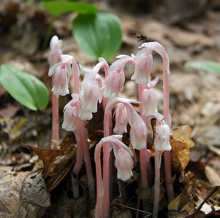 Indian Pipe (Monotropa uniflora)