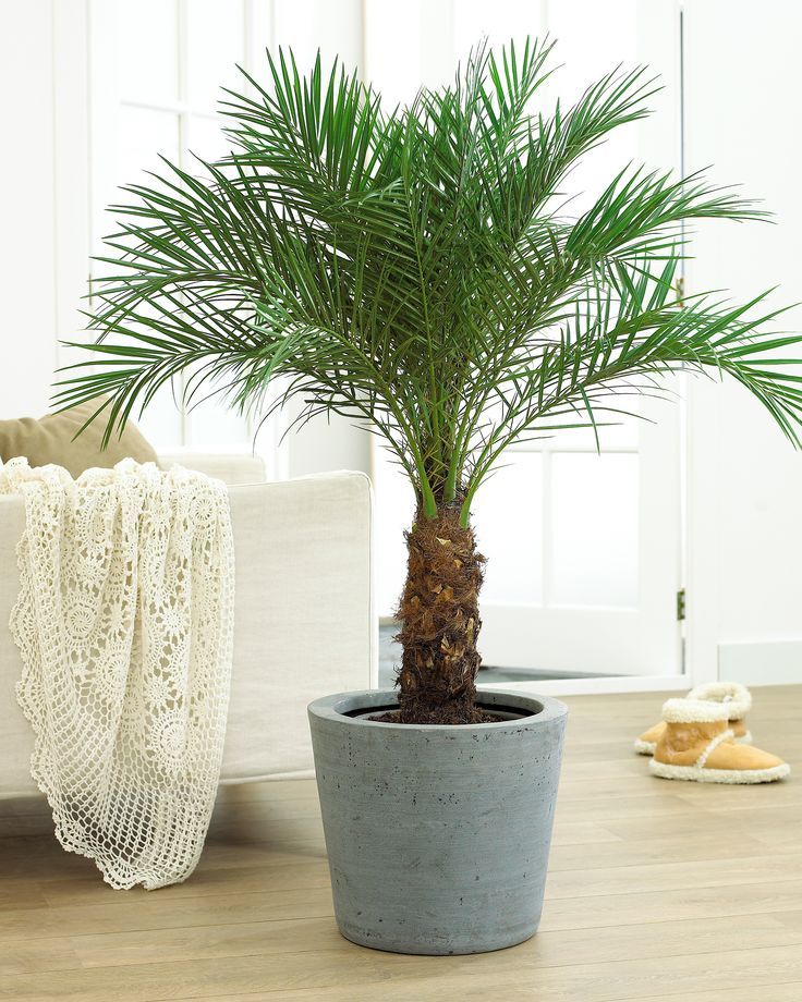 Indoor Palm Trees