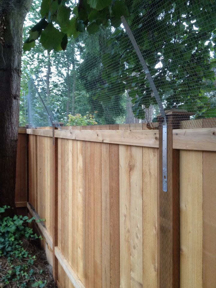 Install Cat-Proof Fencing