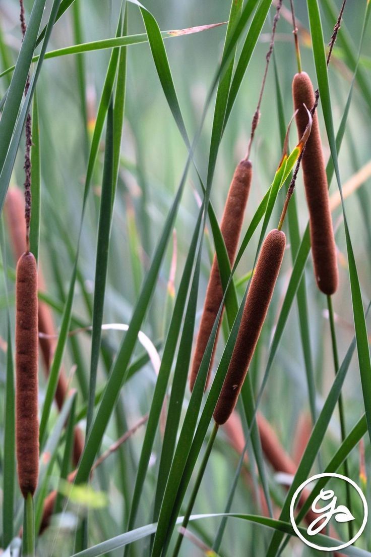 Invasive Plant Species