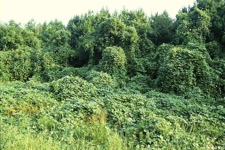 Invasive Plant Species