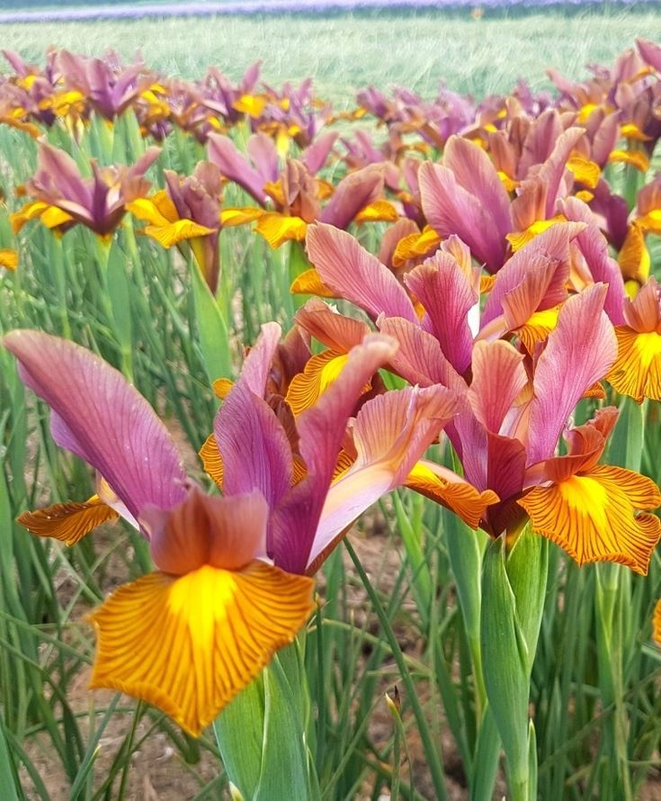 Iris Bulbs