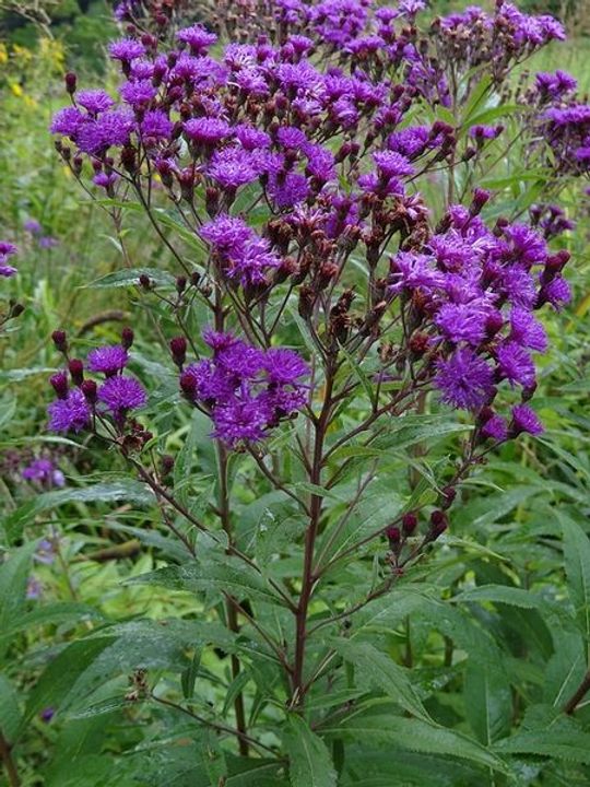 Ironweed (Vernonia)