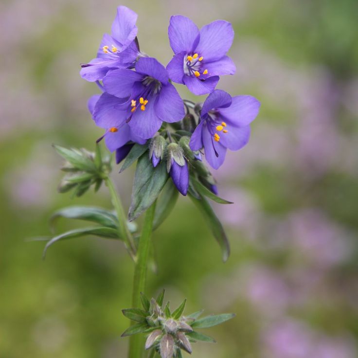 Jacob's Ladder (Polemonium caeruleum)