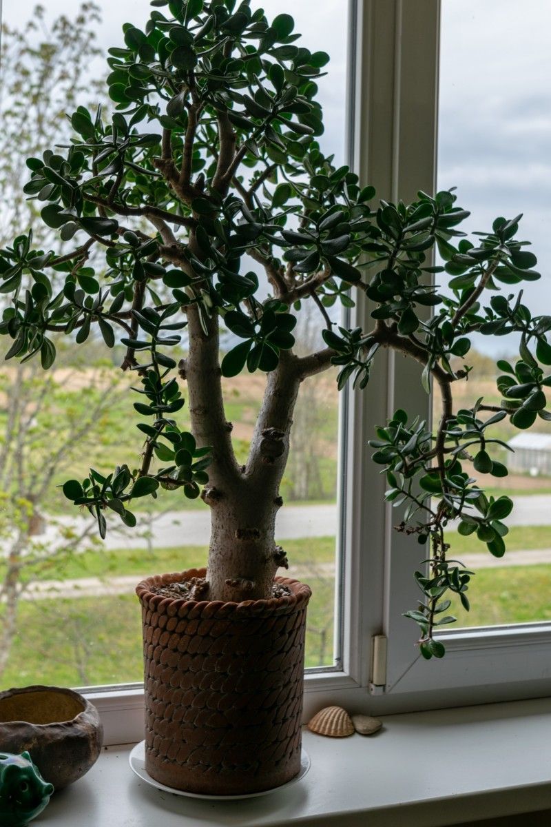 Jade Plant