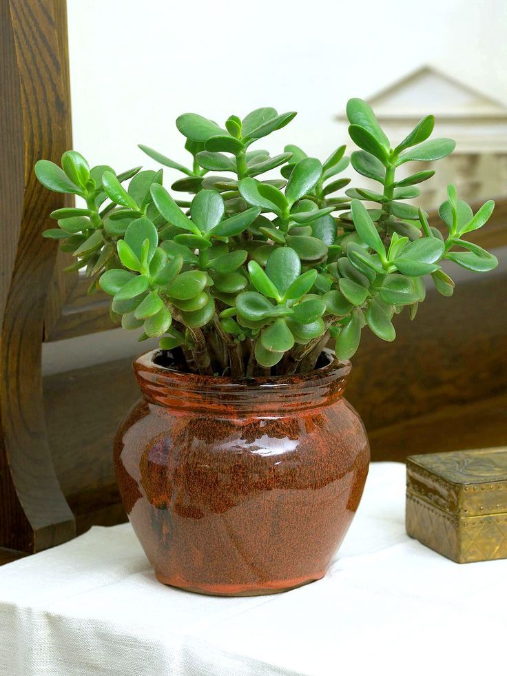 Jade Plant