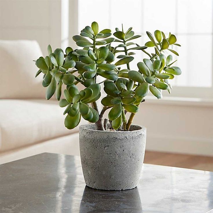 Jade Plant