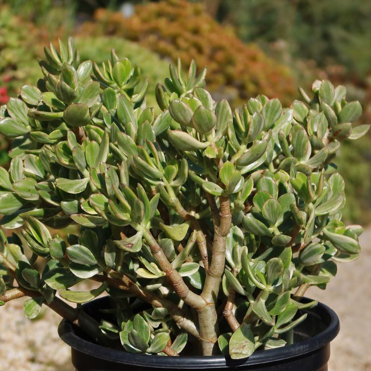 Jade Plant (Crassula ovata)