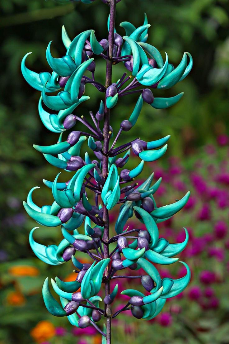 Jade Vine