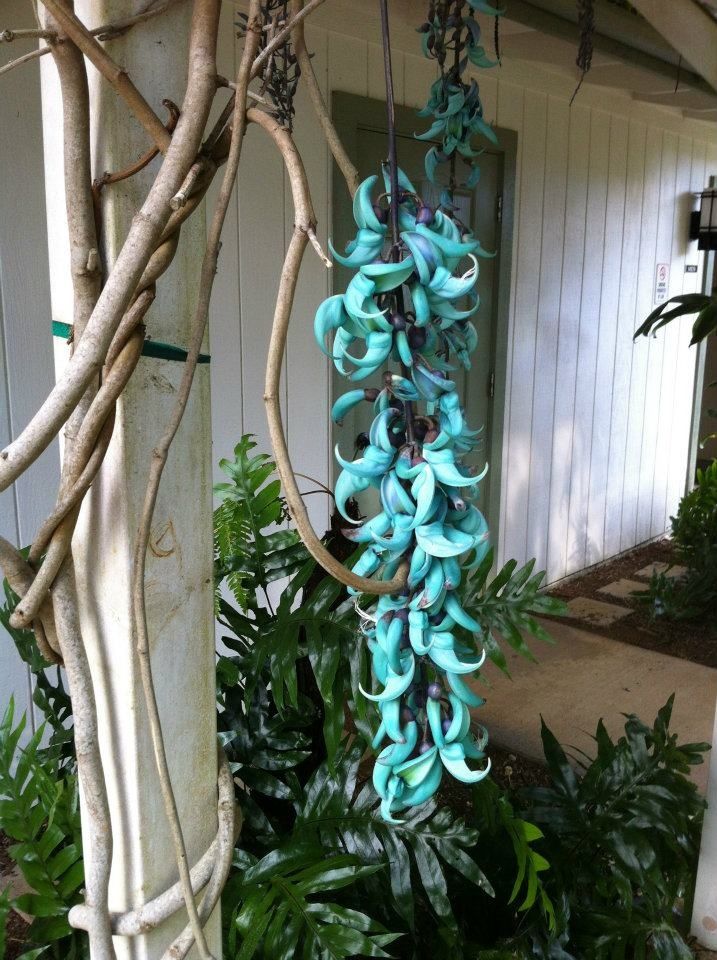 Jade Vine