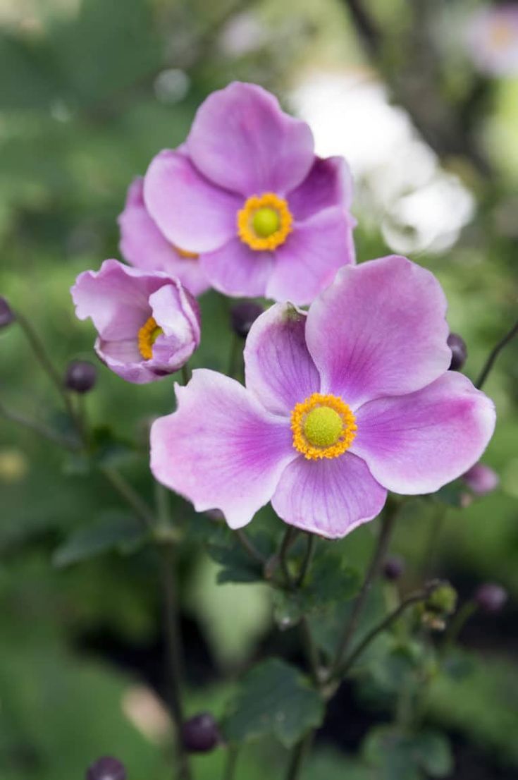 Japanese Anemone