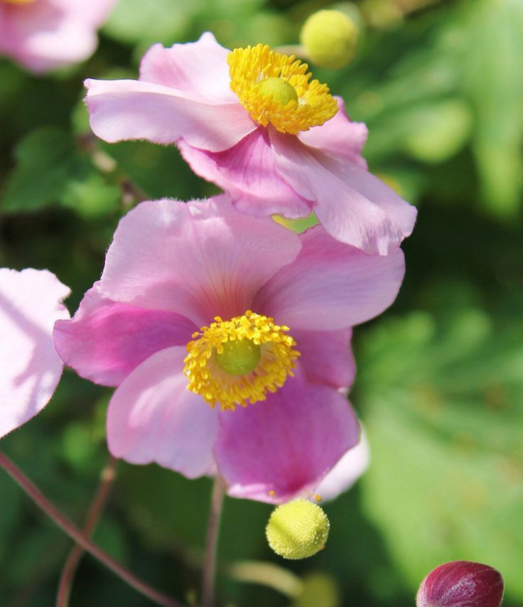 Japanese Anemone