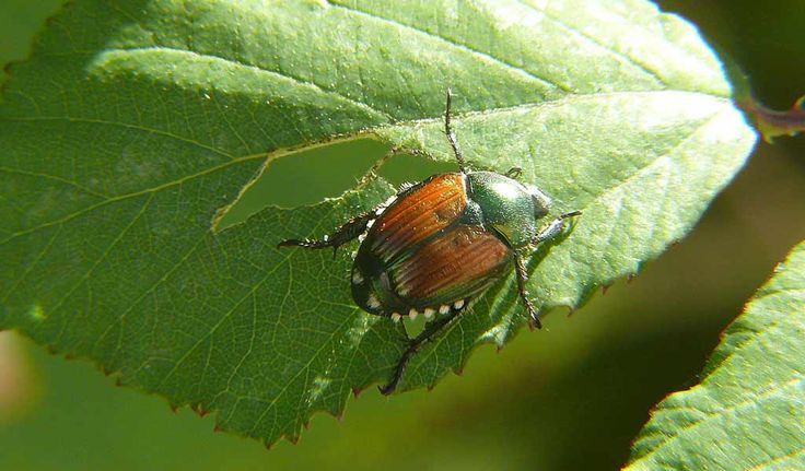 Japanese Beetles