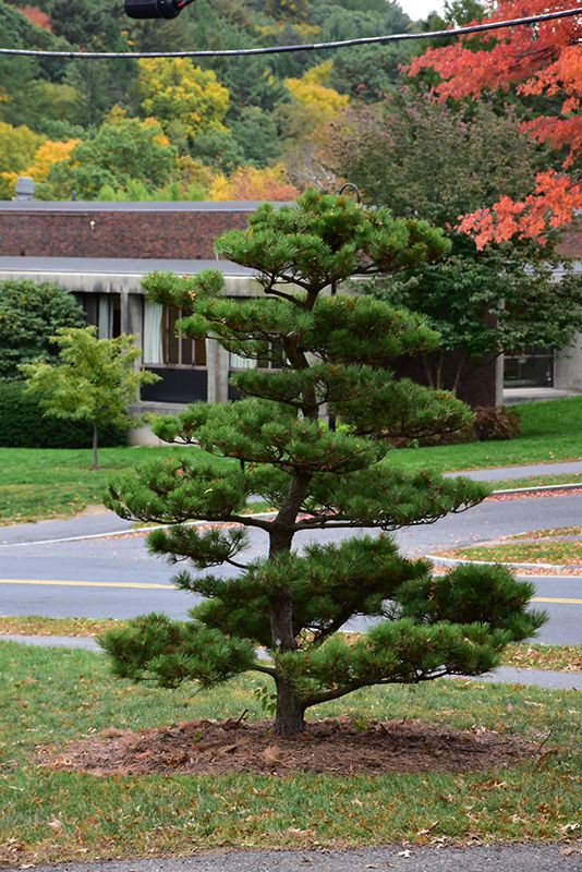 Japanese Black Pine