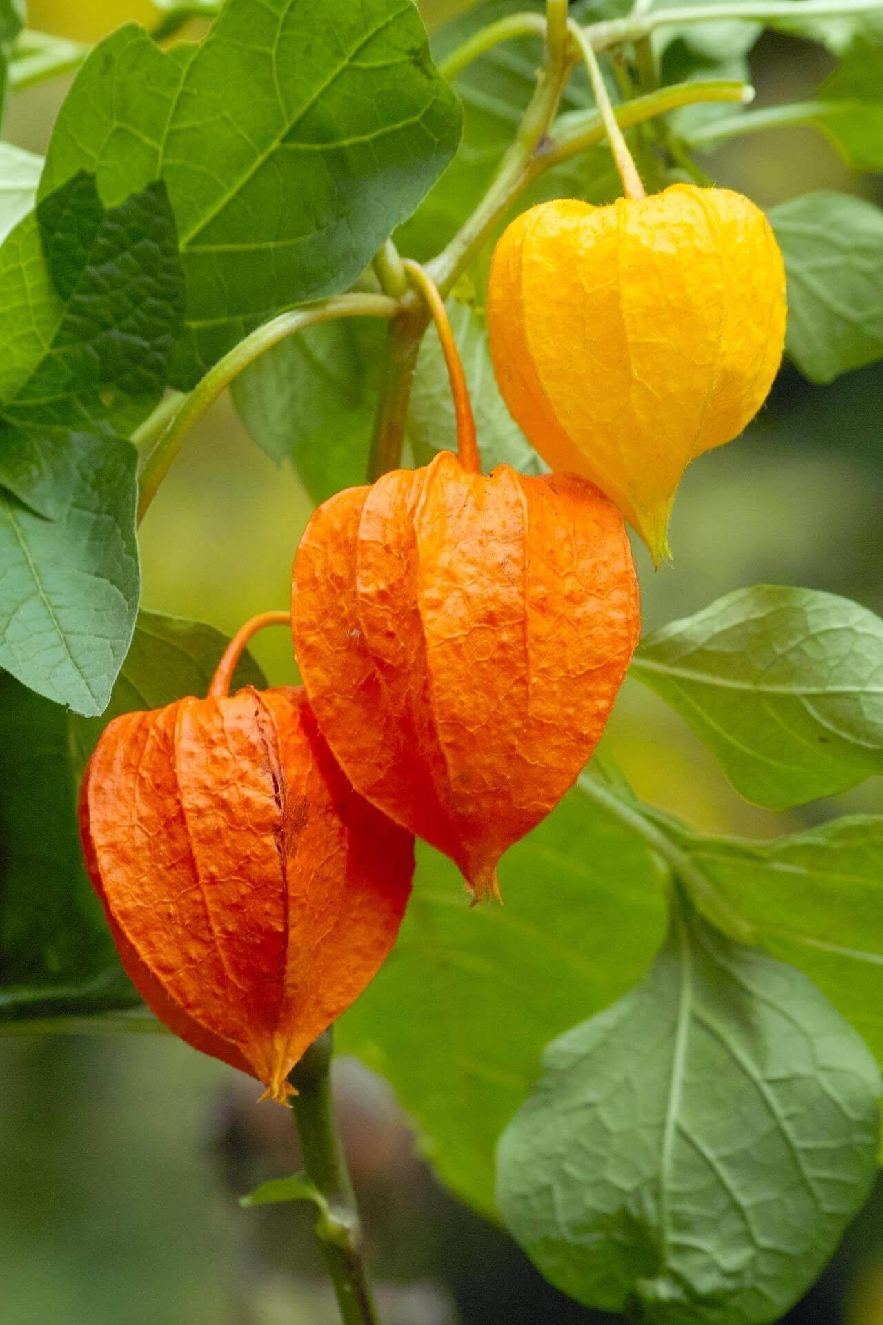 Japanese Lantern (Physalis alkekengi)