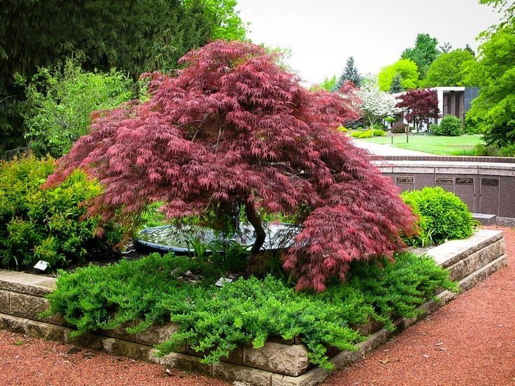 Japanese Maple