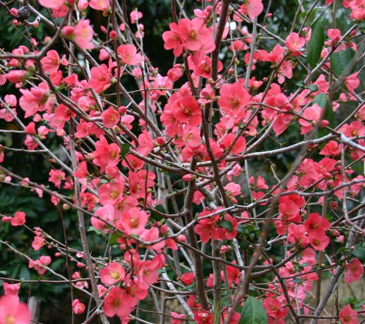 Japanese Quince