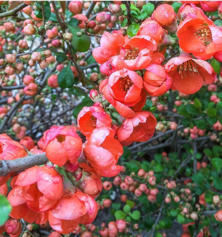 Japanese Quince (Chaenomeles)