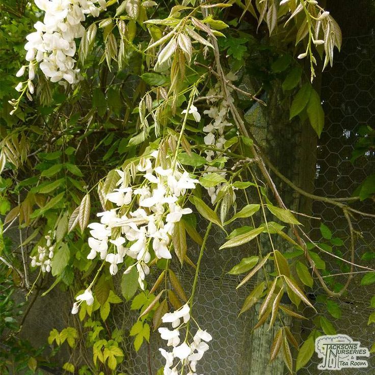 Japanese Wisteria (Wisteria floribunda)