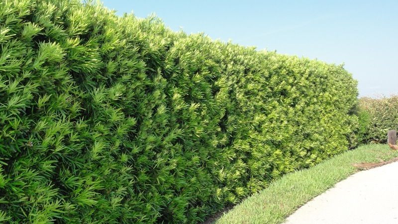 Japanese Yew