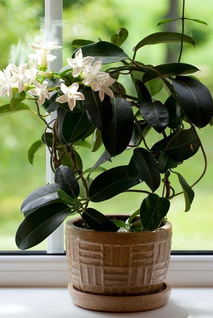 Jasmine Plant