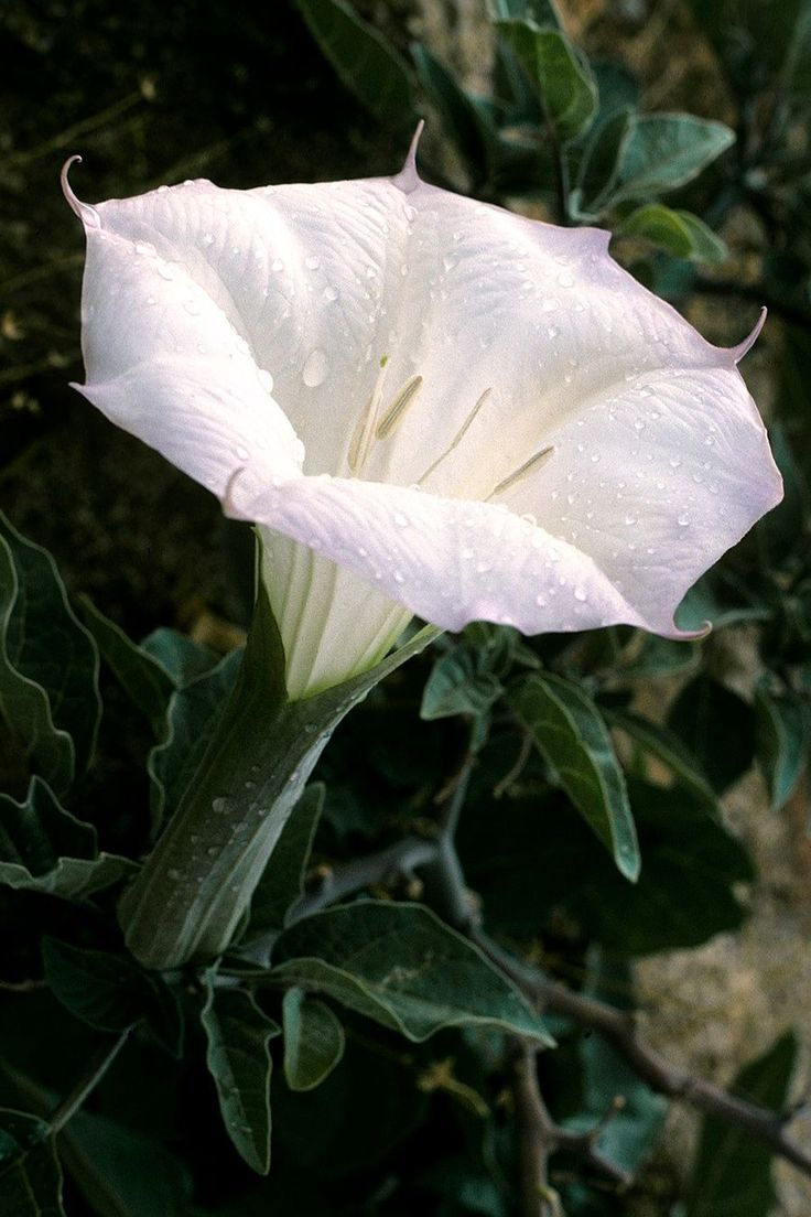 Jimsonweed