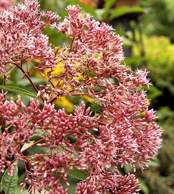 Joe-Pye Weed